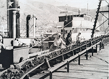 Portfolio picture template